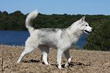 SIBERIAN HUSKY 542